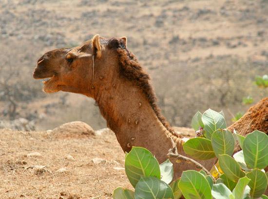 04 Camel with neck in bush